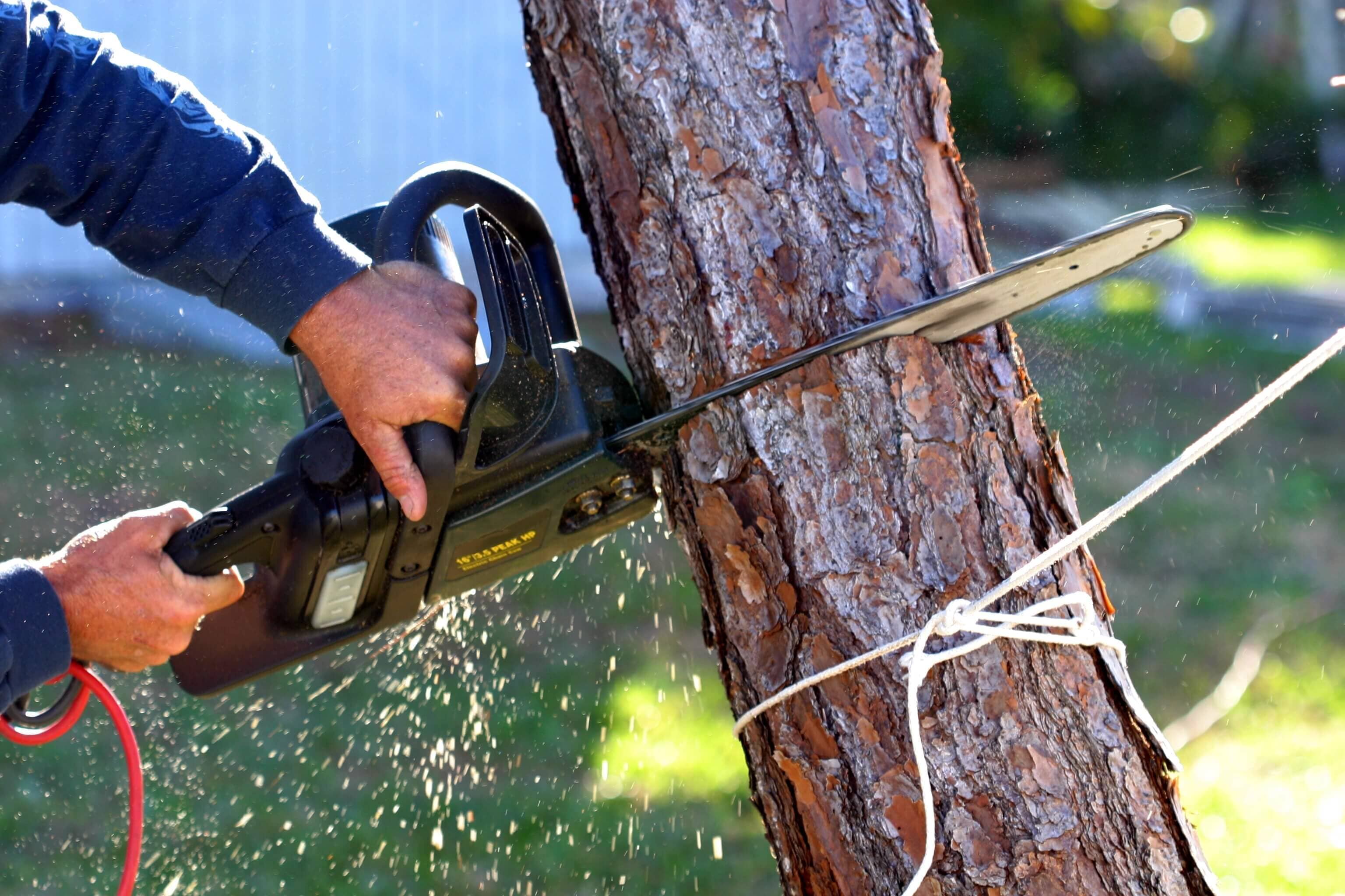 tree cutting services ottawa
