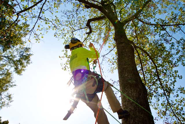 tree cutting services toronto