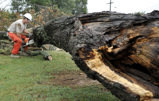 fallen tree branch removal toronto