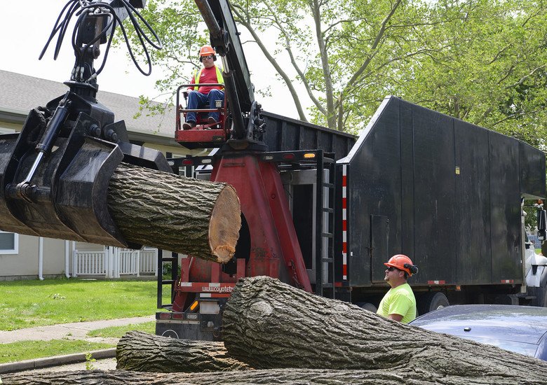 Tree Removal Services