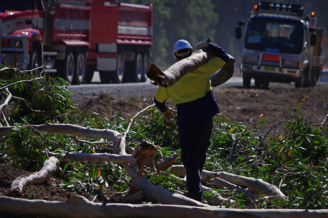 Tree Site Clean Up Services