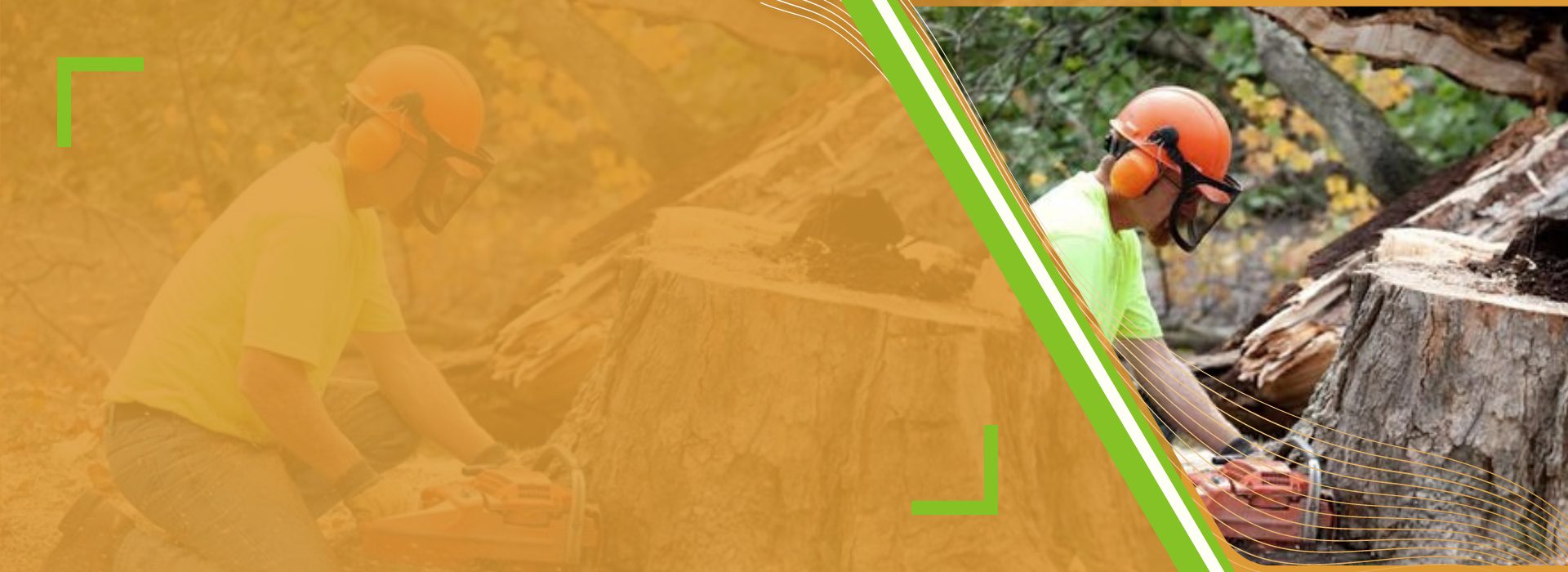 GTA Tree Removal Tree Removal Company