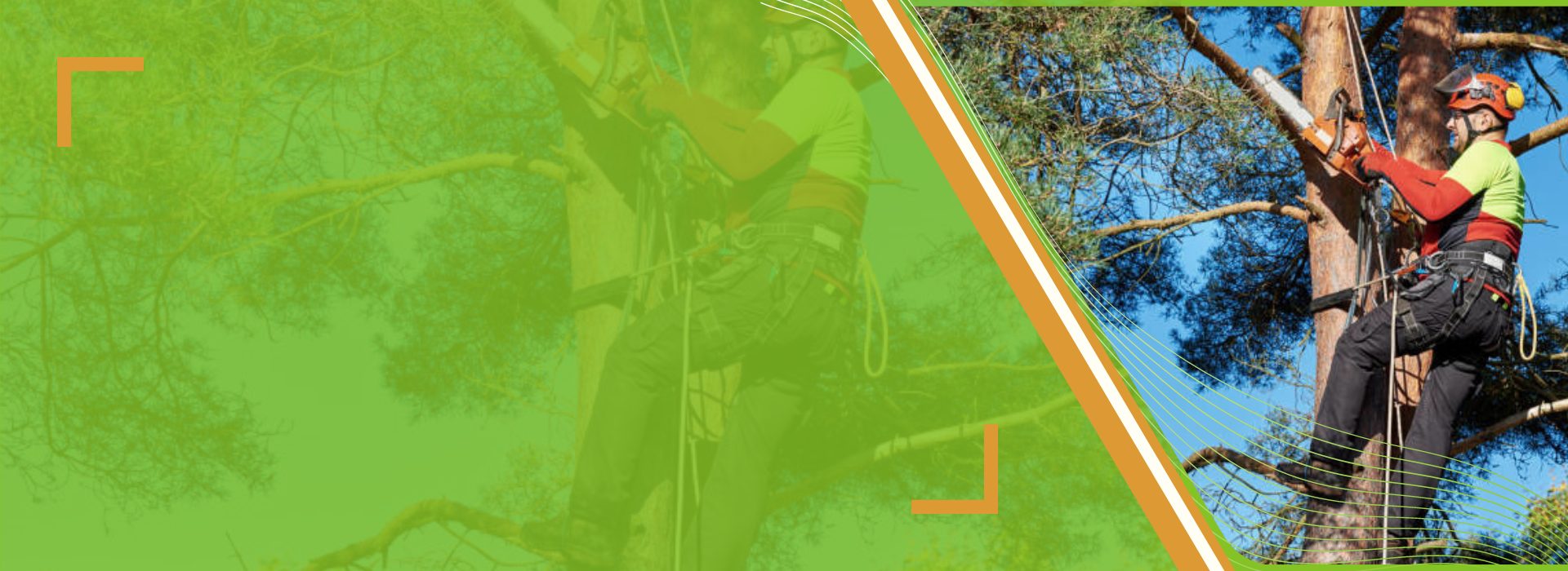 GTA Tree Removal Tree Removal Company