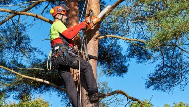 tree removal cost in Toronto