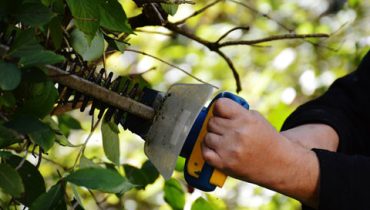 tree removal