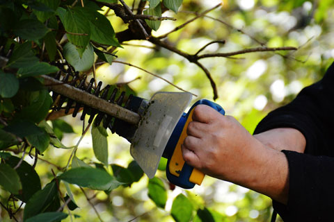 tree removal